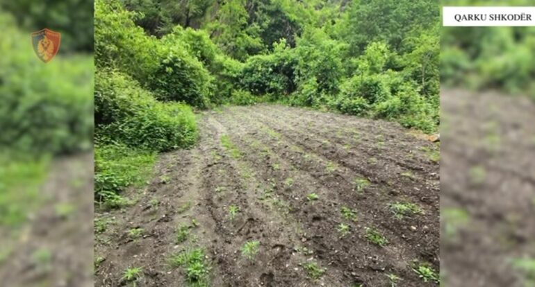 Vijimi i operacionit policor ‘Koordinata’/ Asgjësohen 1288 fidanë kanabis në Shkodër…