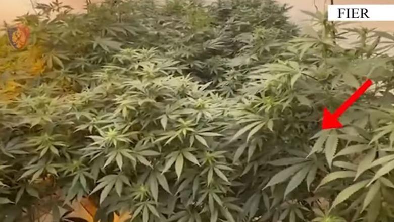 Zbulimi i ‘shtëpisë së barit’ në Fier, merren në hetim pronari dhe specialisti i OSHEE