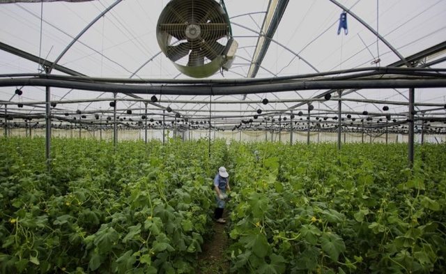 70 mijë aplikime për subvencione në bujqësi, Kuçi: Brenda 20 ditëve publikohet lista e përfituesve