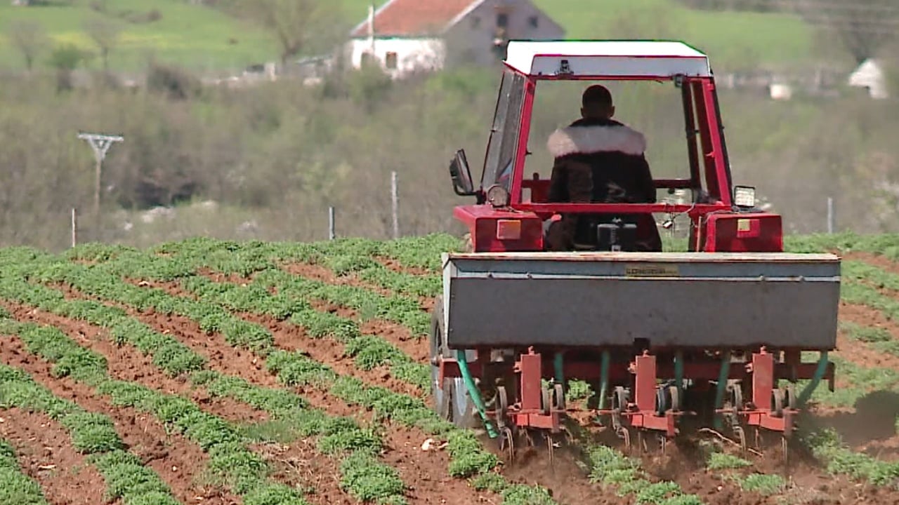 Aplikimet për subvencione/ 70 mijë fermerë bënë kërkesë, 53 mijë duan që të mbështeten me naftë