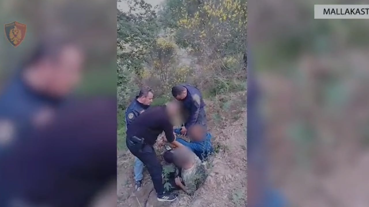 Asgjësohen mbi 1880 fidanë kanabis në Mallakastër! Kapen duke ujitur parcelën, arrestohen dy persona