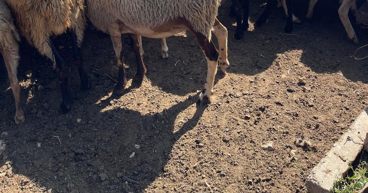 Autoriteti Kombëtar i Veterinarisë bën përditësimet e fundit: Në 12 ferma ka prani të murtajës