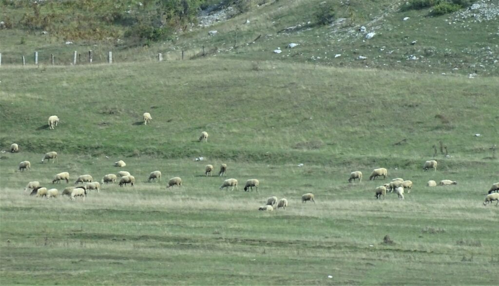 Blegtoria në pikiatë, ulet numri i kafshëve dhe prodhimi! Të dhënat e INSTAT