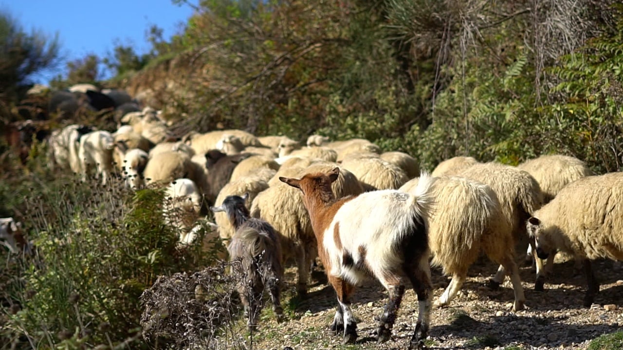 Blegtoria, në rënie! Çdo vit ulet numri i kafshëve, ekspertët: Subvencionet nuk mjaftojnë