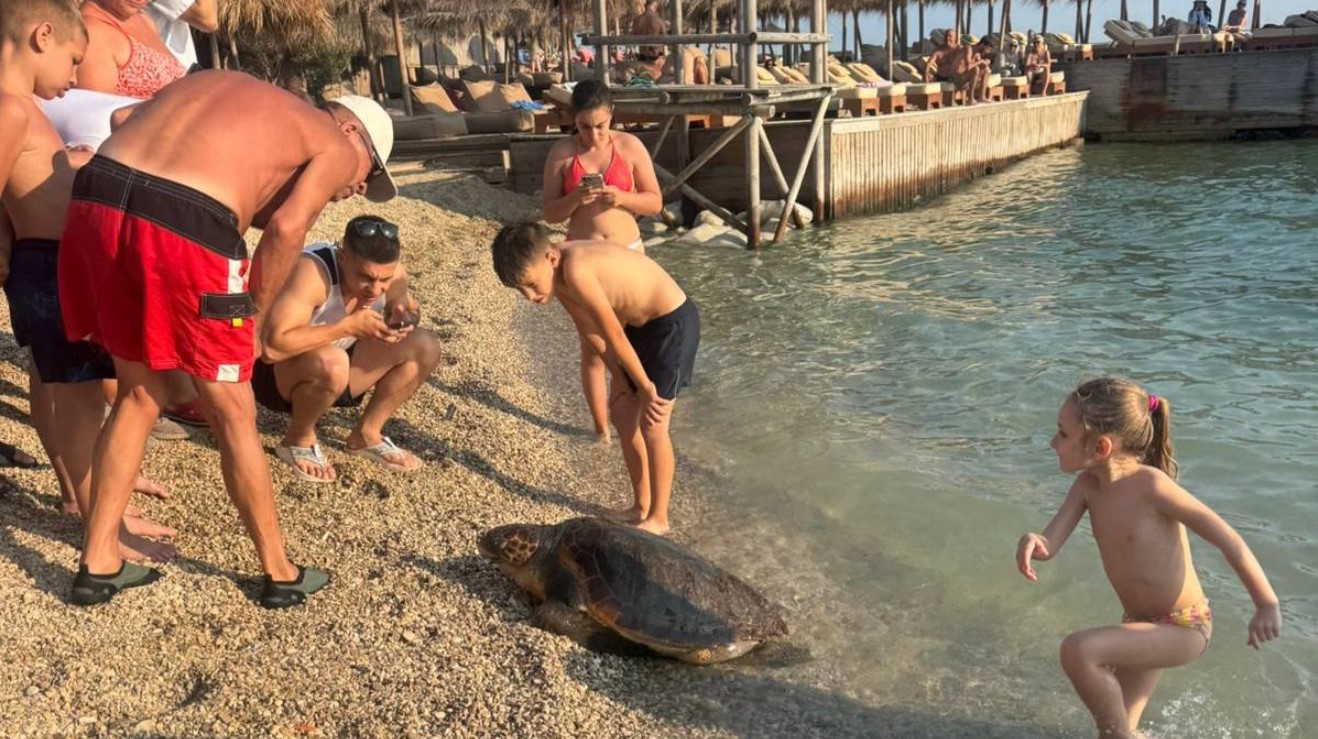 Breshka Caretta caretta viziton pushuesit në plazhin e Sarandës