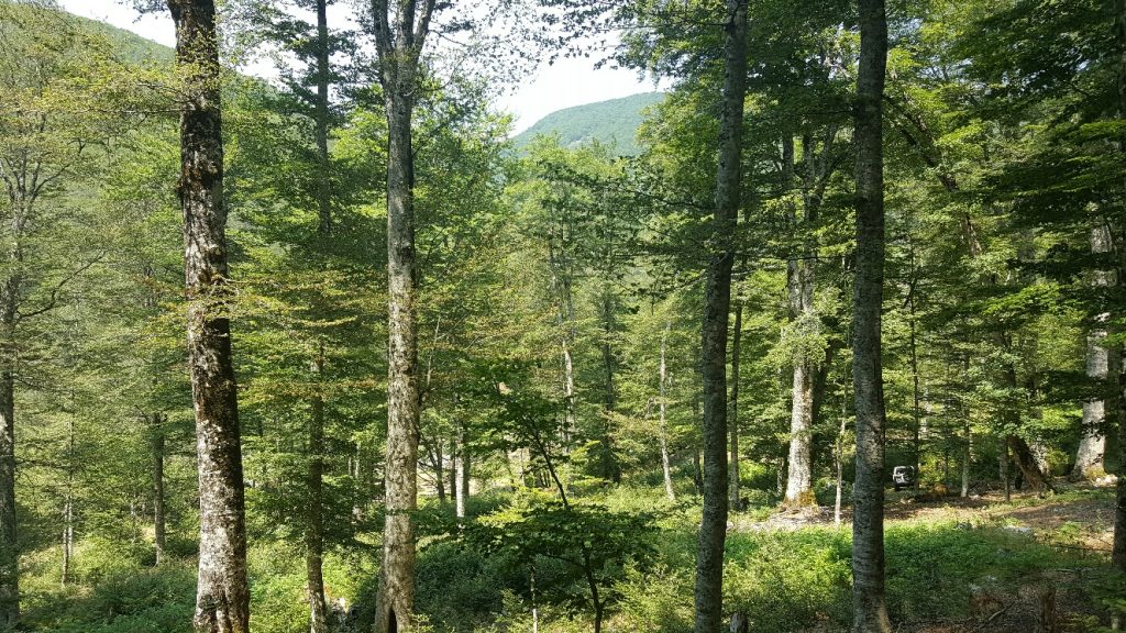 Denoncim/ Monopole dhe korrupsion në menaxhimin e pyjeve dhe kullotave, ja si ish-zyrtarët fitojnë tendera (Dokumenti)