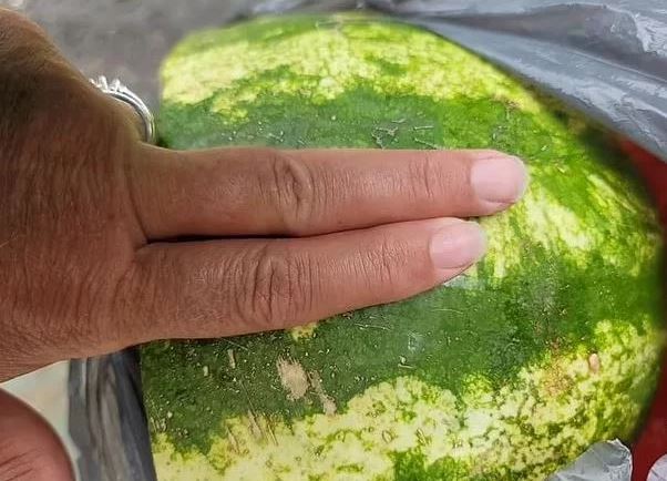 Disa truke që do ju ndihmojnë të dalloni shalqinin e pjekur si një lushnjar