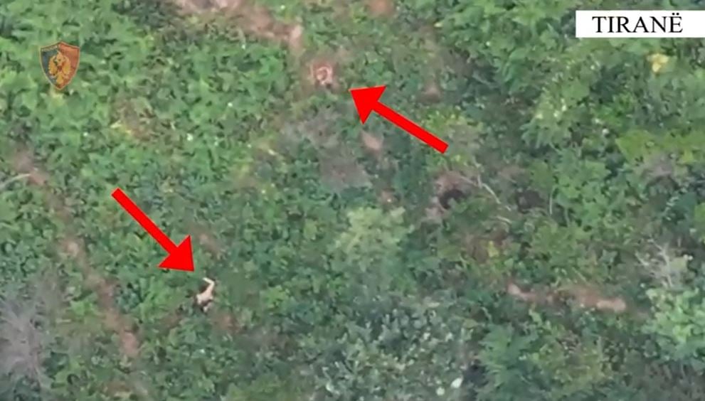 Droni i policisë ‘pikas’ 11 parcela me drogë në Krujë, dështon plani i vëllezërve!