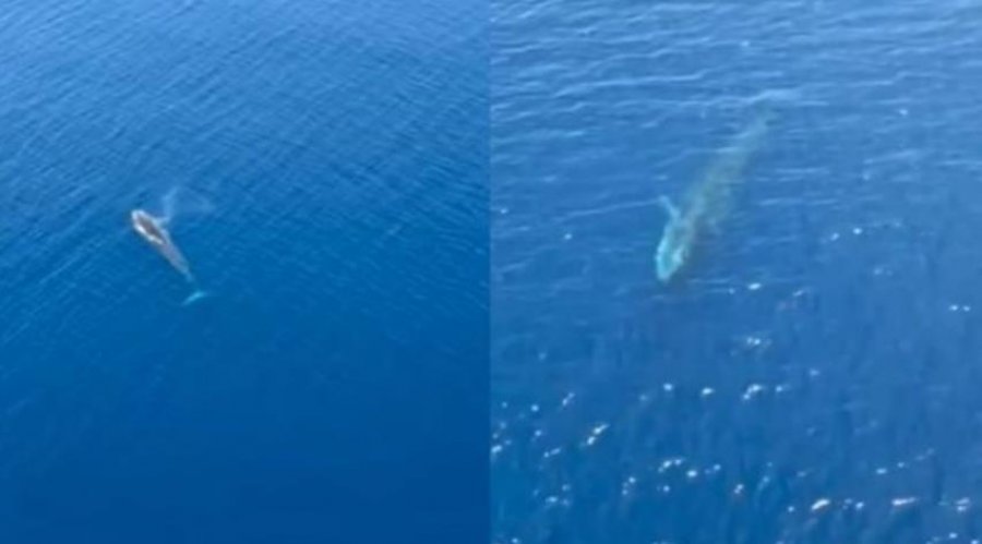 E rrallë! Balena noton në ujërat shqiptare – Publikohen pamjet, ja ku është parë – VIDEO
