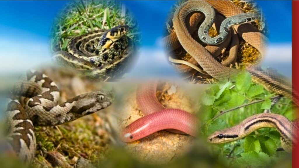 Ekspertët: Ja çfarë rreziku paraqesin gjarpërinjtë në Shqipëri