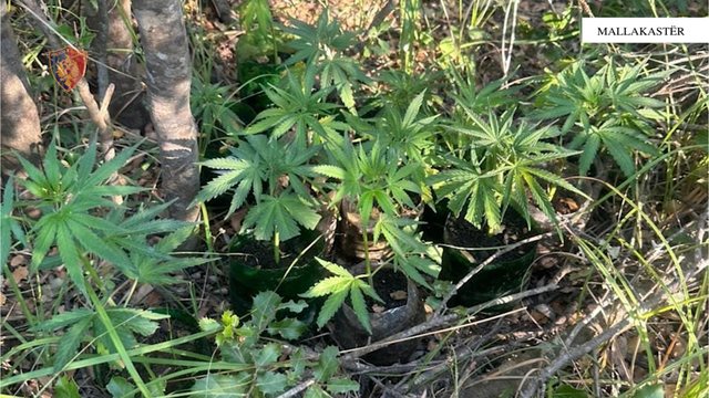 FIER/ Kishte kultivuar bimë n*rkotike buzë lumit Vjosa, arrestohet në flagrancë 55-vjeçari
