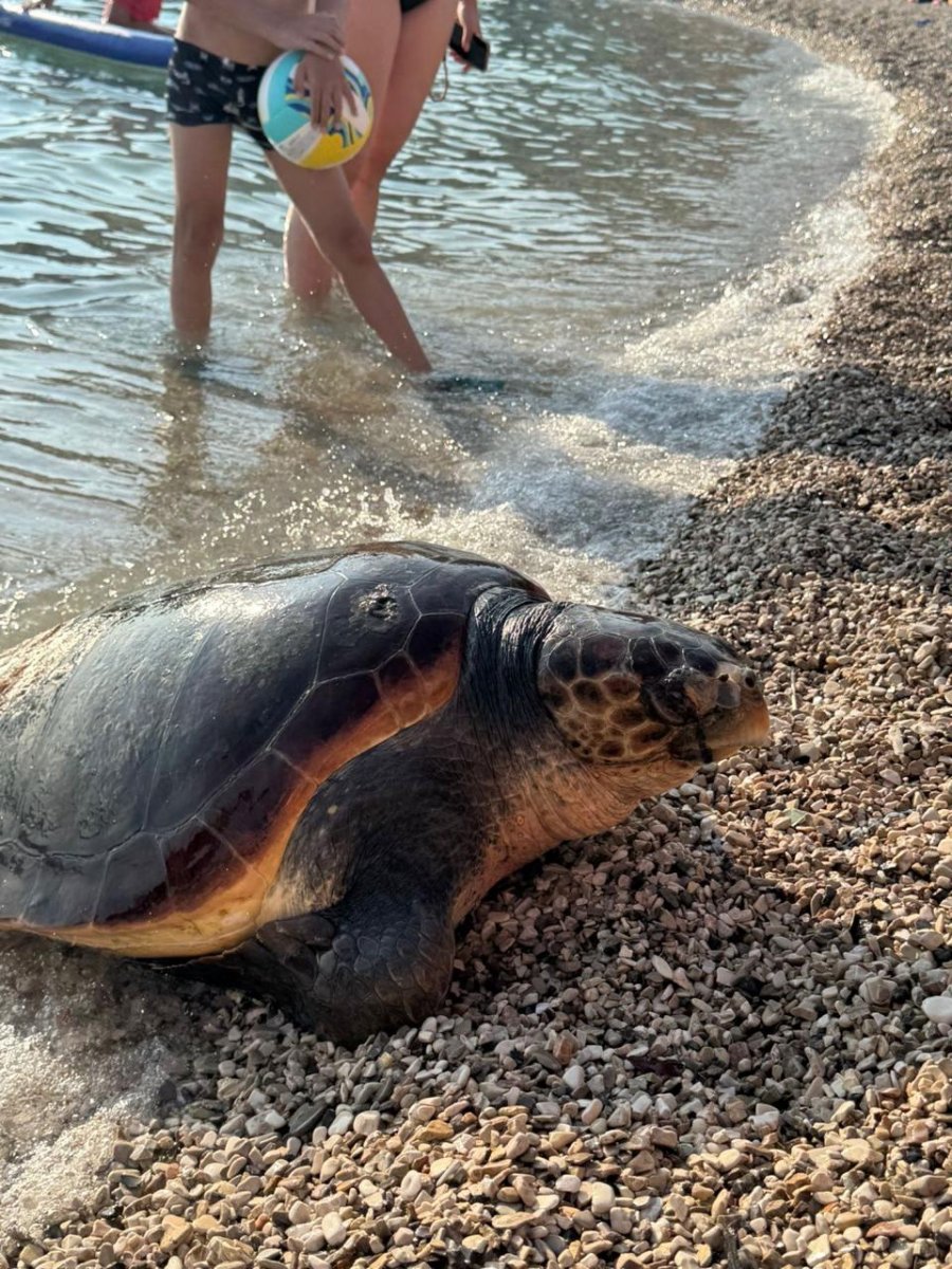 FOTO/ Sarandë: Breshkë deti del në breg ,dyshohet se është goditur nga mjet lundrues