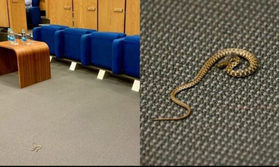 Gjarpri futet në Parlament, deputetët ia mbathin nga salla