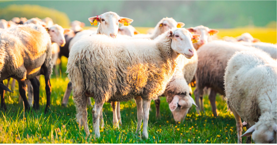 I ngordhin 7 dele pasi i zu korrenti, prej dy vitesh nuk merr shpërblimin e dëmit të përcaktuar nga akt-ekspertimi