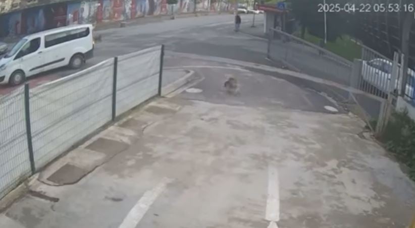 Inside Story/ Skandaloze! Momentet tronditëse kur qeni vritet me shigjetë në mes të Tiranës