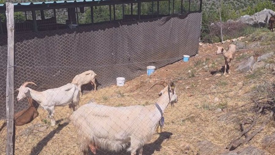 Karantinohet një fermë në Postribë të Shkodrës, bagëtitë e imëta rezultojnë të infektuara, sëmundja ende mister