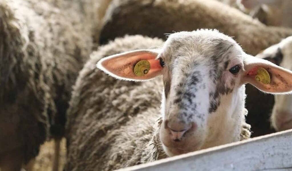 Konfirmohet rasti i parë i murtajës te gjedhët në Shqipëri