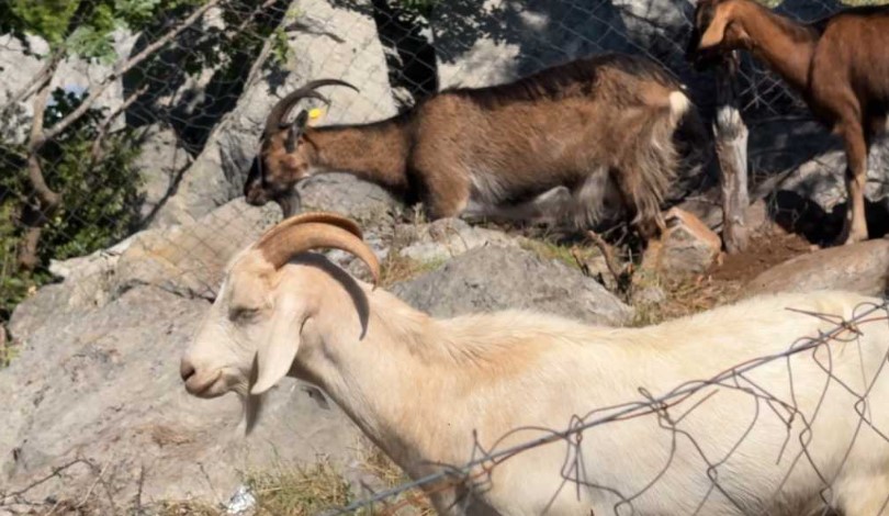 Konfirmohet vatra e parë e Murtajës së Bagëtive në Libohovë, 256 krerë në karantinë