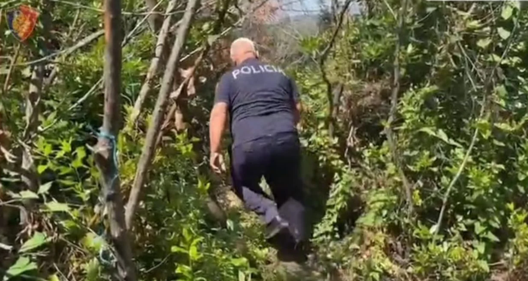 Kontrolle nga toka dhe ajri për kanabis, zbulohet plantacioni