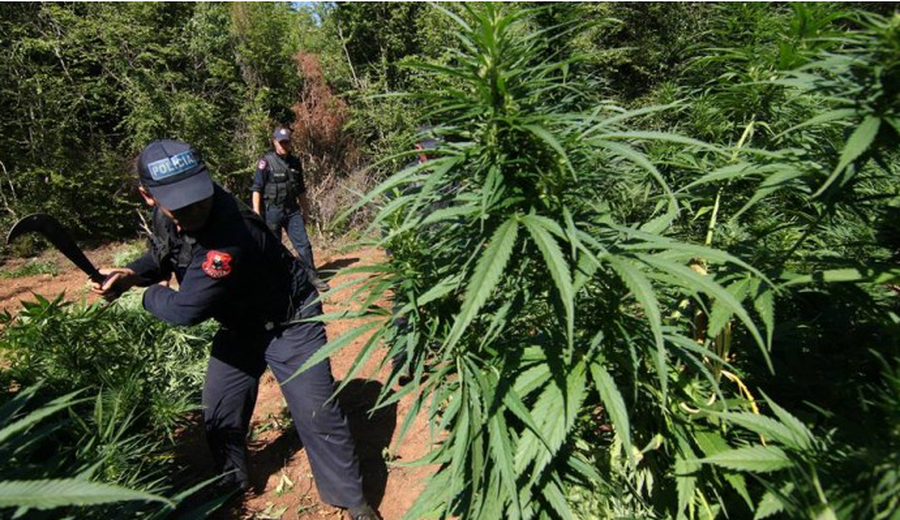 Kultivuan 400 bimë kanabisi, arrestohen dy vëllezër në Shkodër