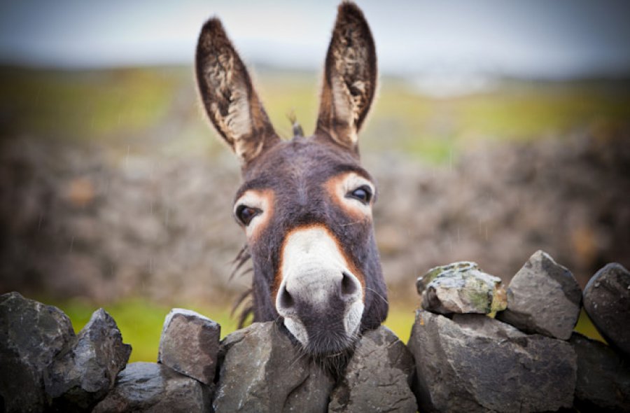 Lëkura e gomarit mund të jetë një armë sekrete kundër rriqrave dhe sëmundjes së Laimit