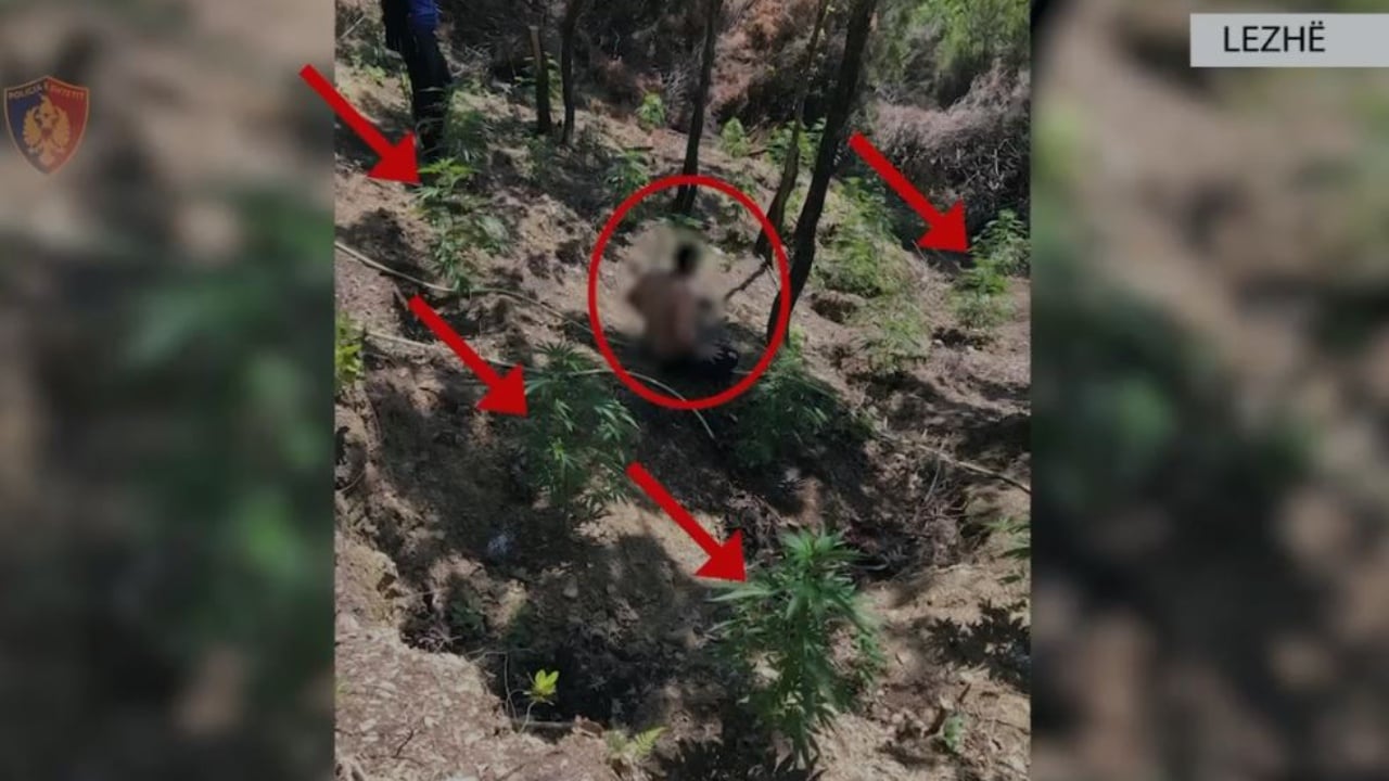 Lëndë narkotike të mbjella në Lezhë, arrestohet në flagrancë 45-vjeçari! U gjet duke u kujdesur për bimët e kanabisit