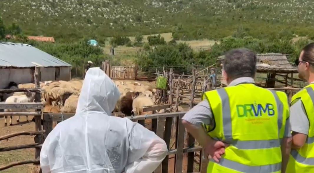 Masat kundër murtajës në Kolonjë, autoritetet takim me blegtorët e zonës ku mbahen rreth 47 mijë krerë bagëti të imta