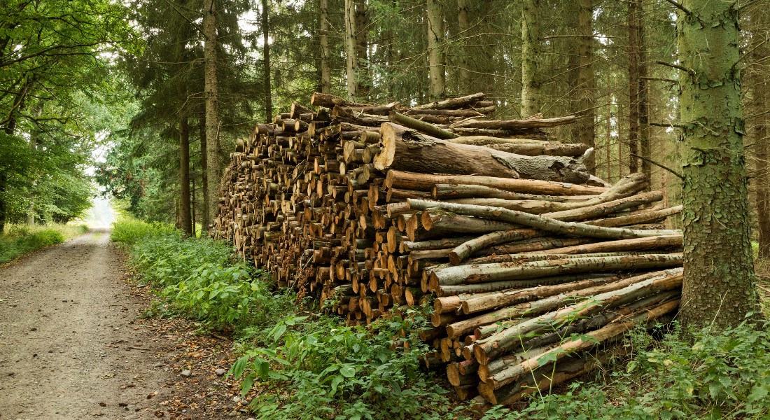 Materialet drusore, rregulla të reja për tregtinë, etiketimin dhe shfrytëzimin e sipërfaqeve pyjore