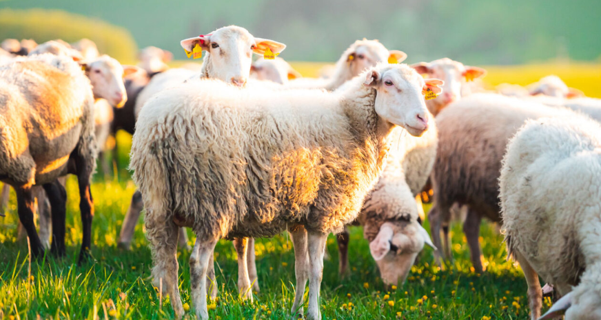 Mbi 150 bagëti ngordhin në Martanesh nga sëmundja e murtajës, autoritetet në alarm