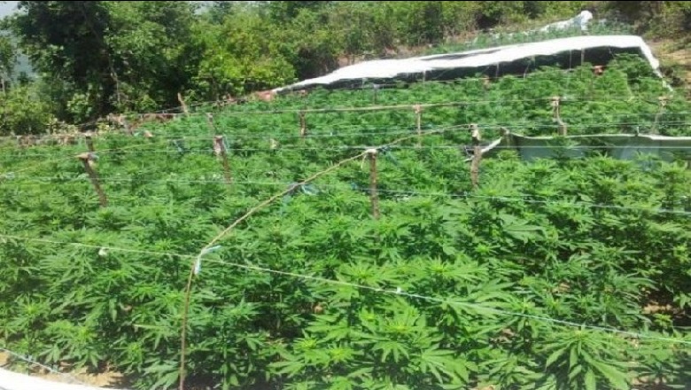 Mbyllen hetimet për stanin e drogës, merren të pandehur vëllai i deputetit dhe 2 persona të tjerë