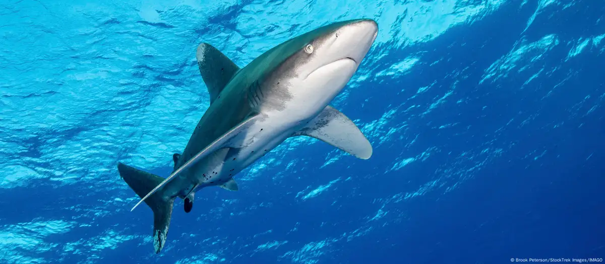 Më shumë se 1.000 fuçi me mbetje bërthamore në Atlantik, për dekada ky det është shndërruar në depozit hedhurinash të rrezikshme