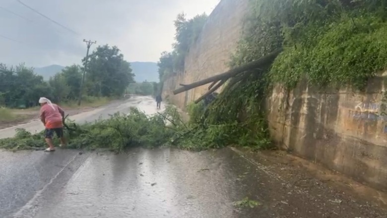 Mot i keq, era e fortë rrëzon pemët në rrugë