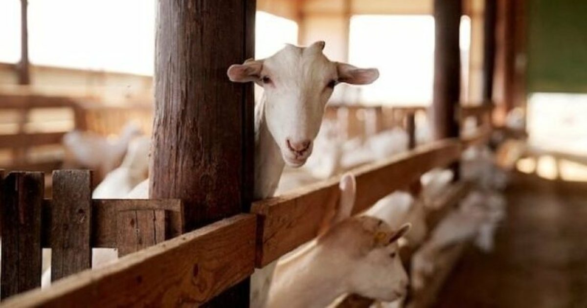 Murtaja e bagëtive! Konfirmohet vatra e dytë në Korçë, rrezikohen 5000 krerë