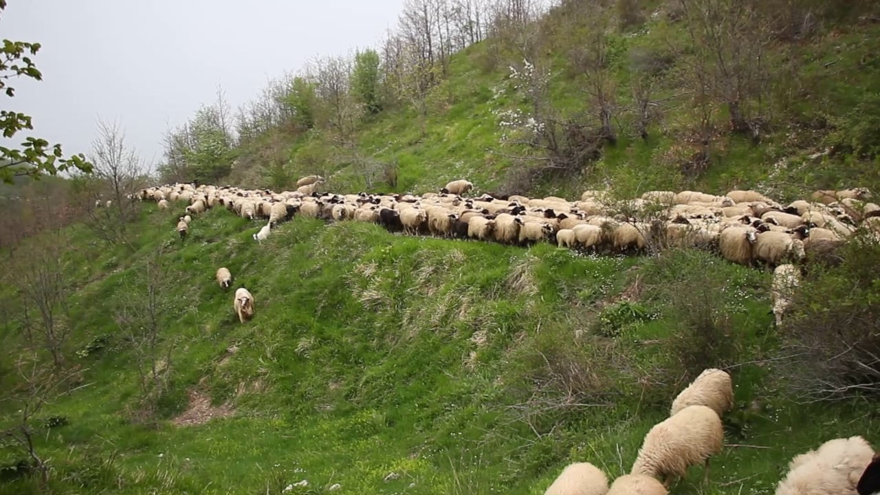 Murtaja e bagëtive në Gjirokastër/ Sëmundja virale u shfaq në një fermë në Libohovë, karantinohet tufa