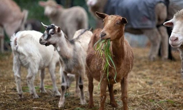 Murtaja e bagëtive nuk e ka ndërmend të ndalojë/ Ka shkuar në 10 numri i vatrave, 12 ferma me të imta janë infektuar