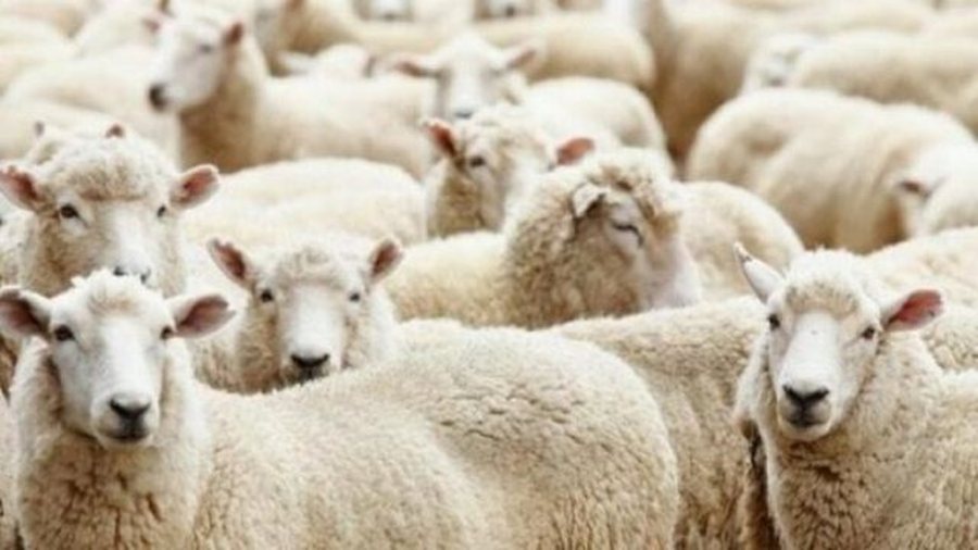 Murtaja te dhentë në Shkodër, AKU konfiskon 124 kg mish dhe nis procedim penal ndaj 4 subjekteve