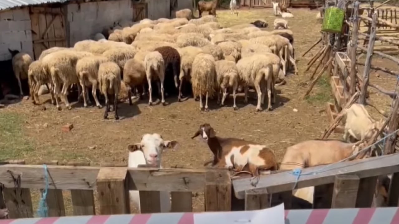 Murtaja zbret në Devoll! Dhjetëra bagëti të prekura nga sëmundja, zona në karantinë