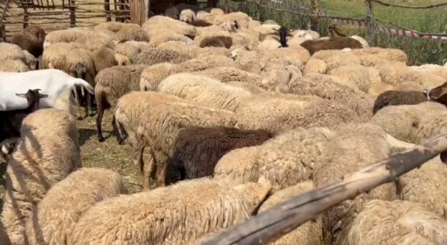 Ndalohet përkohësisht tregtimi i bagëtive të imta