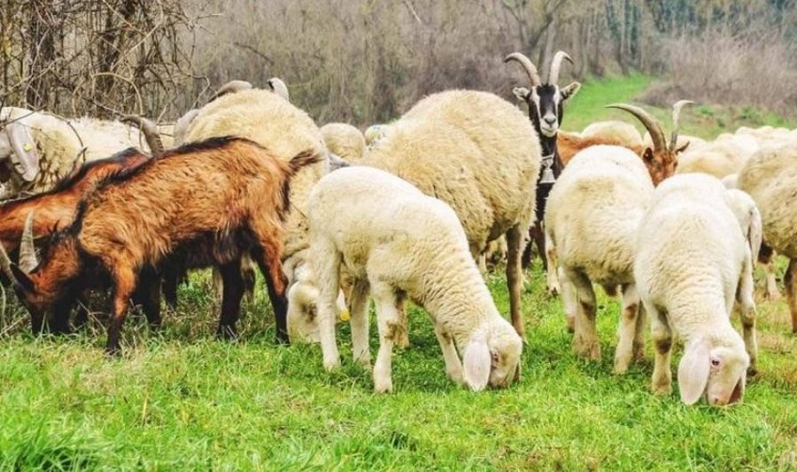 Ndalohet shitja e dhenve e dhive në territorin shqiptar