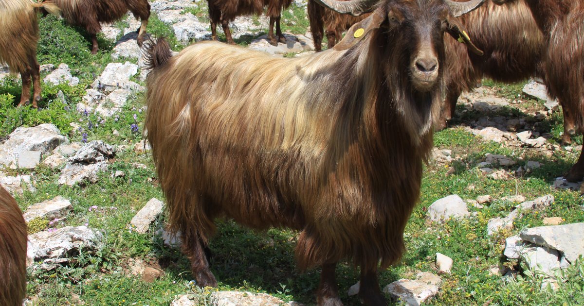 Ngordhja masive e bagëtive në Postribë e Trush, konfirmohet rasti i parë i murtajës