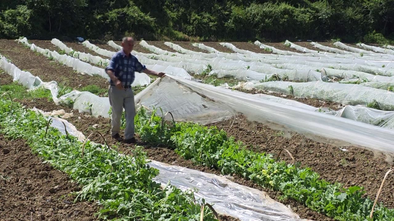 Nis sezoni i bostanit, babë e bir në Frakull e kultivojnë prej 25 vitesh: Jemi të lidhur me tokën tonë
