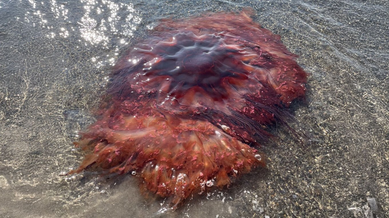 Një kandil gjigant del në një plazh amerikan, autoritetet paralajmërojnë: “Mos e prekni”