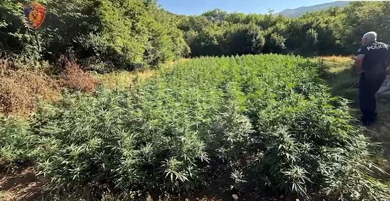 Operacioni policor ‘Koordinata’/ Ende pa asnjë autor, gjenden 2936 bimë kanabisi, procedohen 4 persona