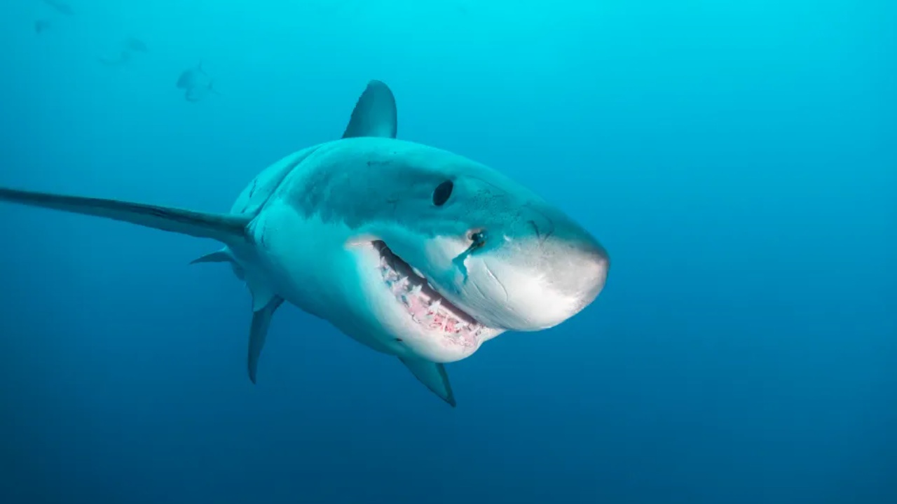 Pak javë pas vdekjes tragjike të 17-vjeçares, peshkaqeni sulmon adoleshentin, përfundon në spital