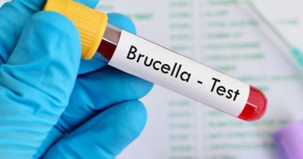 Pas murtajës së bagëtive, shfaqet sëmundja e Brucelozës në Dibër, izolohen 2 familje