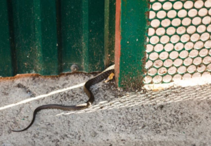 Përbërësi që largon gjarpërinjtë më shpejt se çdo gjë tjetër