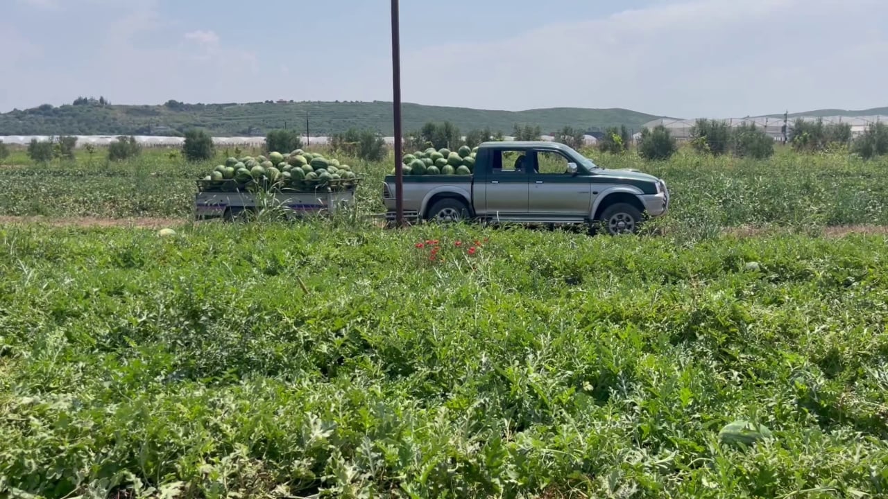 “Po shesim nën kosto”/ Fermerët e Divjakës: 15 lekë për shalqiri, duhej që çmimi të ishte 20 lekë
