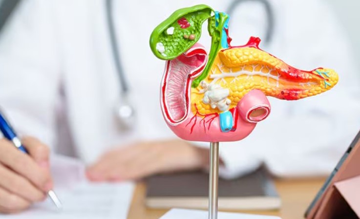 Prodhohet në laborator minipankreasi/ Ja si krijohet hormoni i insulinës