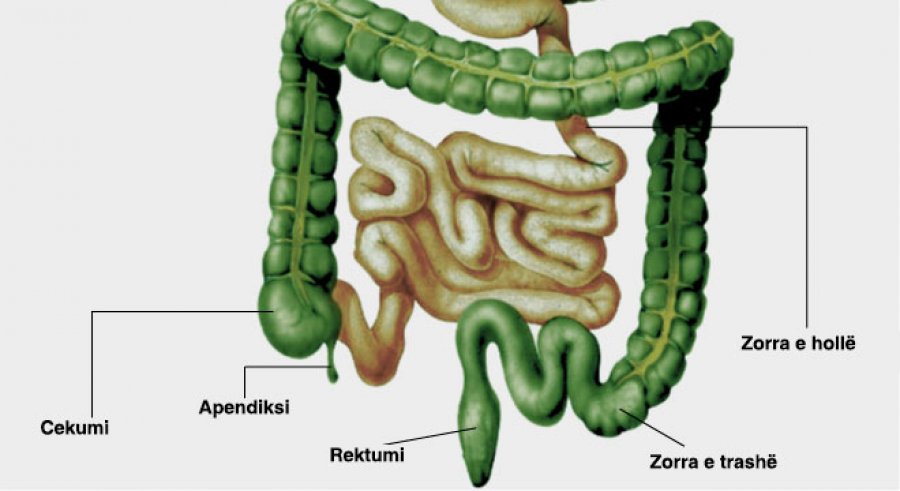 Pse apendiksi është shumë më i rëndësishëm se sa mendonim dikur