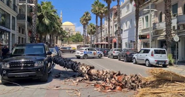 Rrëzohet palma në bulevardin e Durrësit, rrezikohen kalimtarët